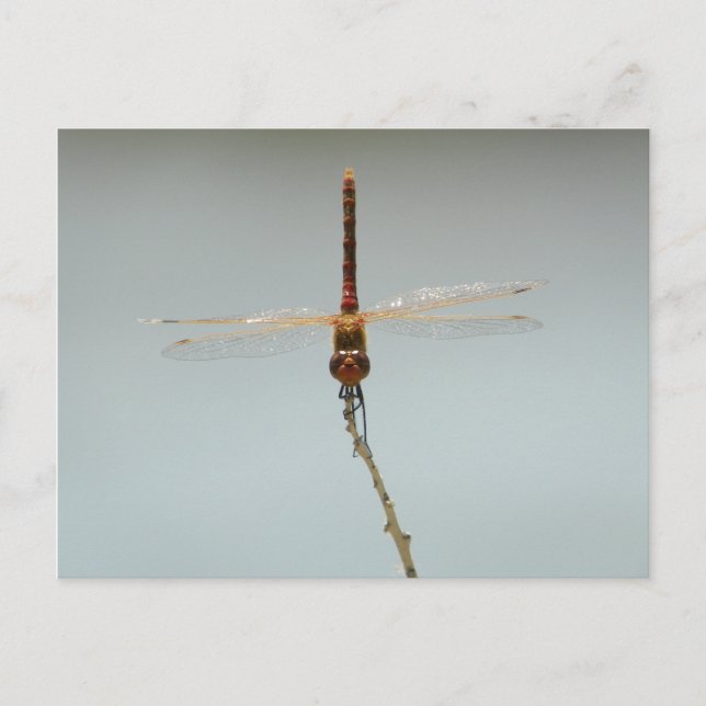 Red draonfly Stillwater wildlife frige Fallon, Nv Vykort (Framsida)