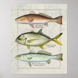 Red Drum, Crevalle-Jacken, Sea Trout Trio Poster