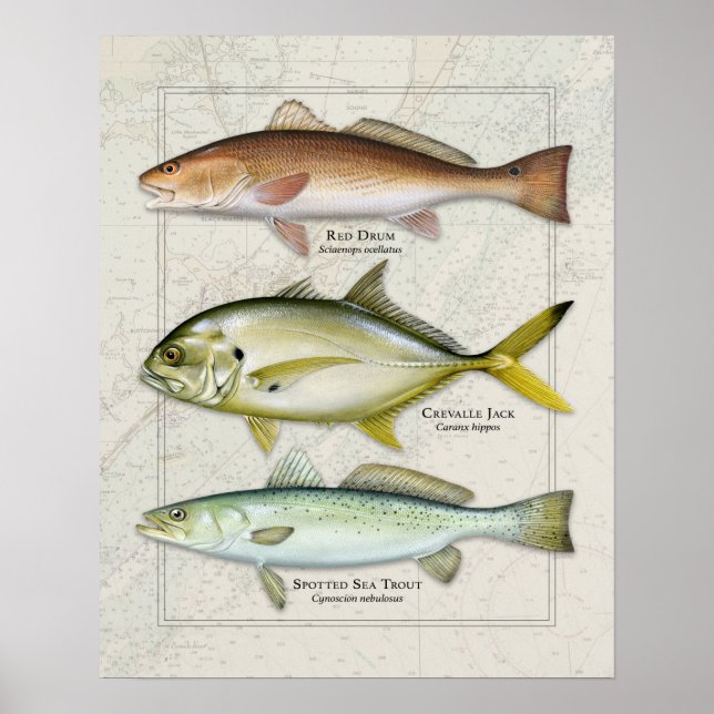 Red Drum, Crevalle-Jacken, Sea Trout Trio Poster (Framsidan)