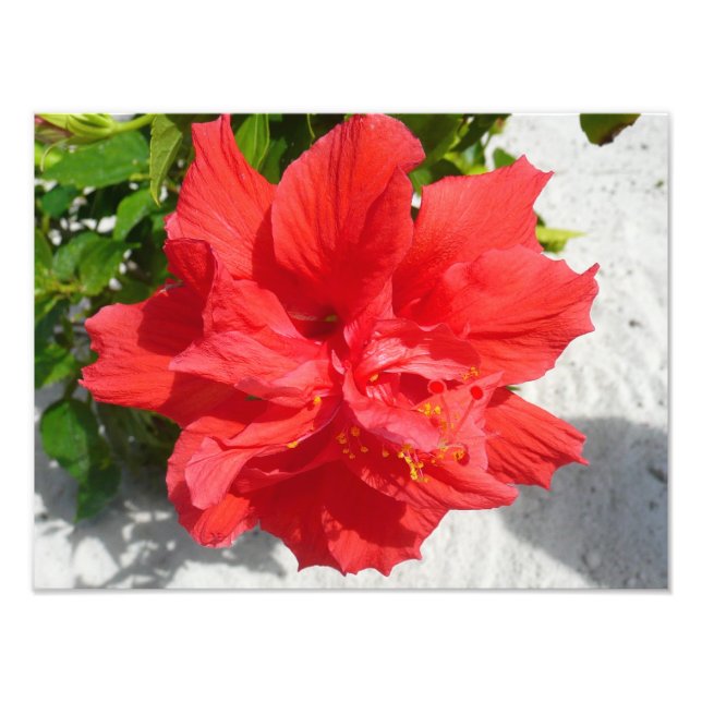 Red Dubbla Hibiscus Flower Fototryck (Framsidan)