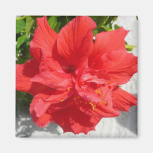 Red Dubbla Hibiscus Flower Magnet