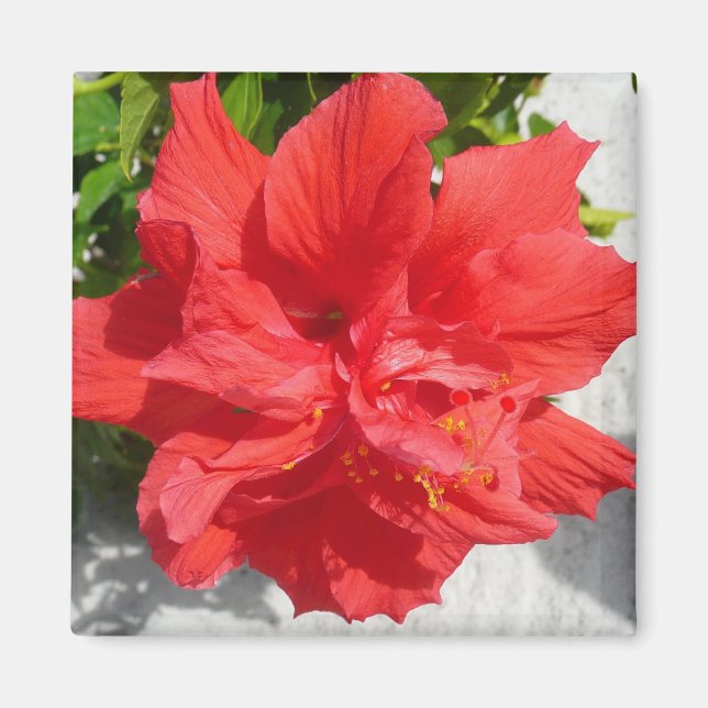 Red Dubbla Hibiscus Flower Magnet (Framsidan)