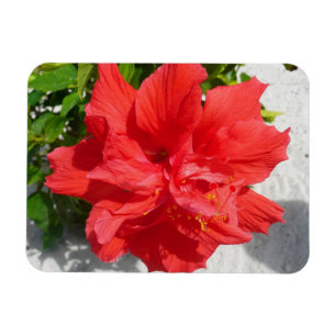 Red Dubbla Hibiscus Flower Magnet