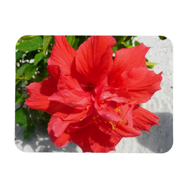 Red Dubbla Hibiscus Flower Magnet (Horisontell)