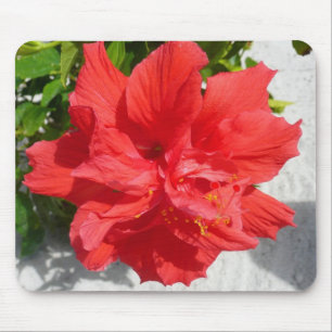 Red Dubbla Hibiscus Flower Musmatta