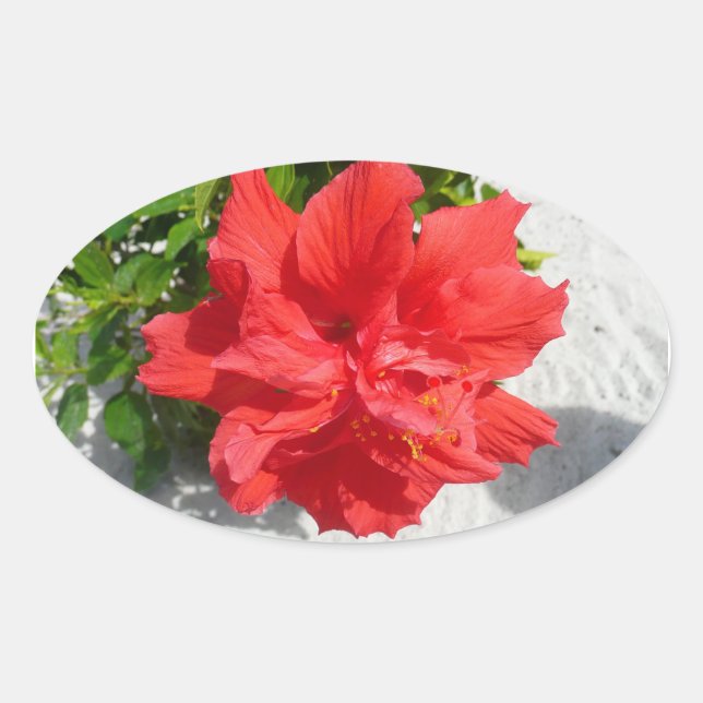 Red Dubbla Hibiscus Flower Ovalt Klistermärke (Framsida)