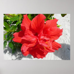 Red Dubbla Hibiscus Flower Poster