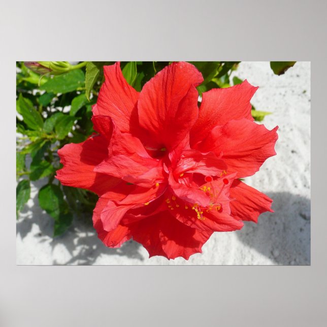 Red Dubbla Hibiscus Flower Poster (Framsidan)