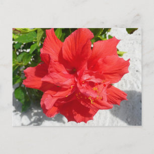 Red Dubbla Hibiscus Flower Vykort