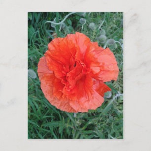 Red Dubbla Poppy Blommigt Vykort