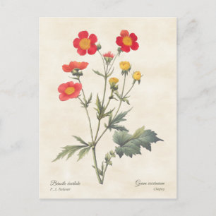 Red Dwarf Avens Vintage Botanical Illustration Vykort