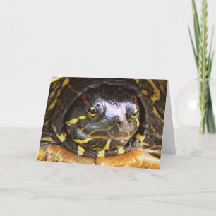 Red Eared Slider Turtle Head Kort