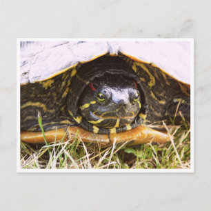 Red Eared Slider Turtle Head Vykort