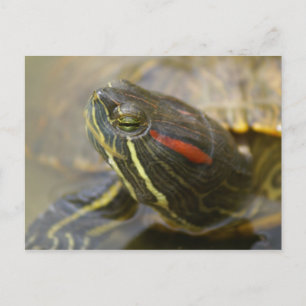 Red Eared Slider Turtle Vykort