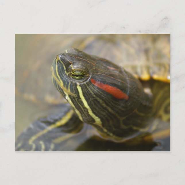 Red Eared Slider Turtle Vykort (Framsida)