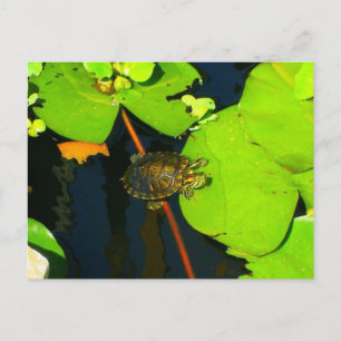 Red Eared Slider Vykort