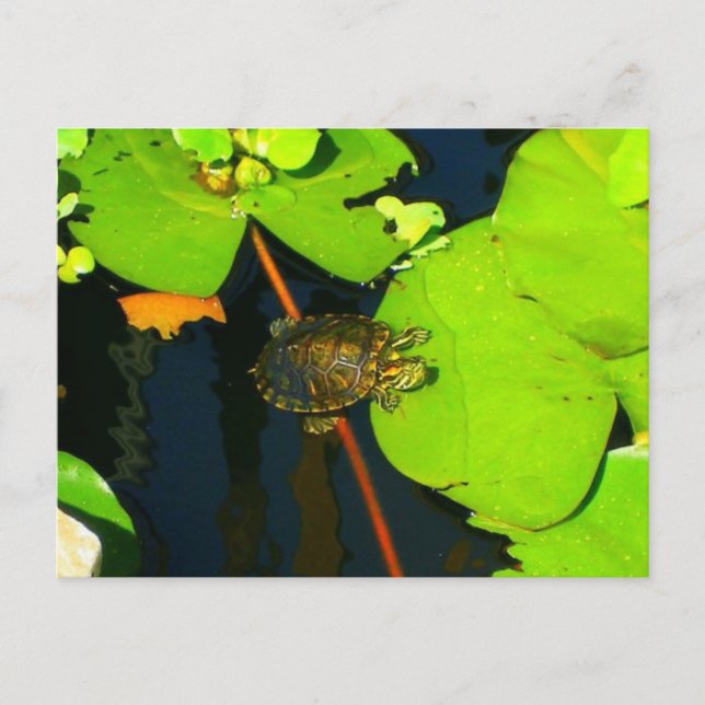 Red Eared Slider Vykort (Framsida)