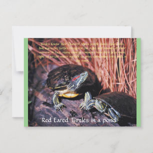 "Red Eared Turtles" vykort