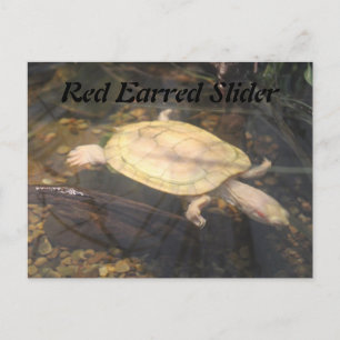 Red Earred Slider Vykort