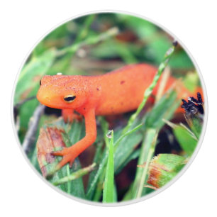 Red Eft Orange Salamander Nature 1 Knopp