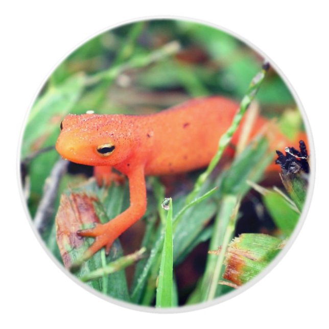 Red Eft Orange Salamander Nature 1 Knopp (Framsidan)