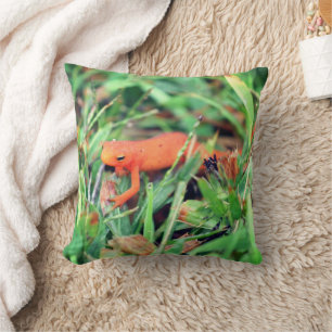 Red Eft Orange Salamander Nature 1 Kudde