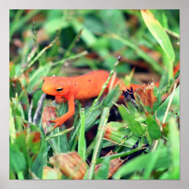 Red Eft Orange Salamander Nature 1 Poster (Framsidan)