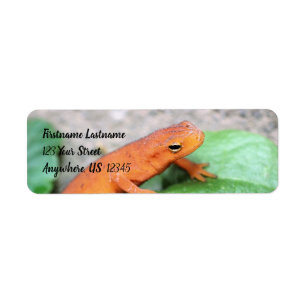 Red Eft Orange Salamander Nature #2 Adress Returadress Etikett