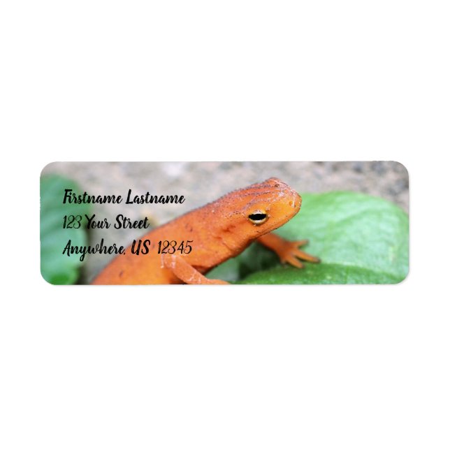 Red Eft Orange Salamander Nature #2 Adress Returadress Etikett (Framsidan)