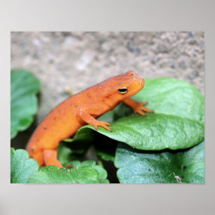 Red Eft Orange Salamander Nature #2 Poster
