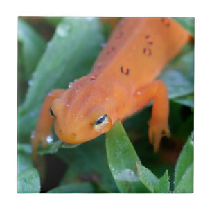 Red Eft Orange Salamander Nature Kakelplatta