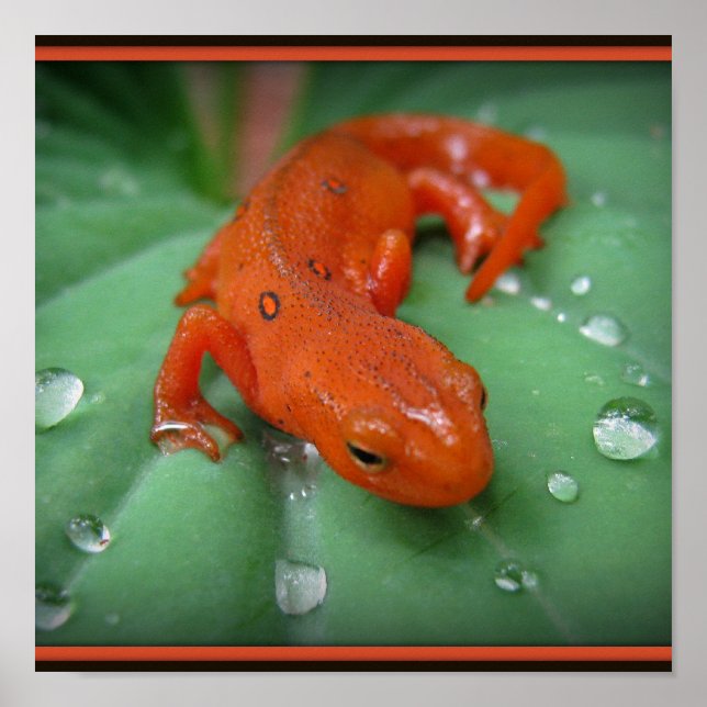 Red Eft Poster (Framsidan)