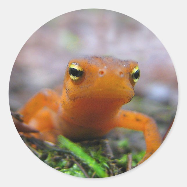 Red Eft Runt Klistermärke (Framsida)