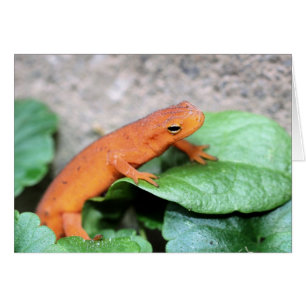 Red Eft Salamander Nature Fotography Card OBS Kort