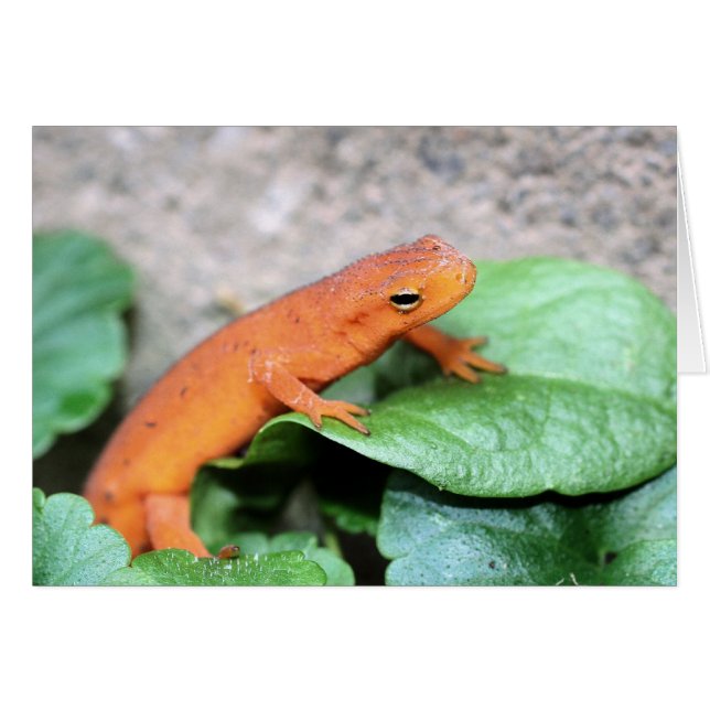 Red Eft Salamander Nature Fotography Card OBS Kort (Framsidan Horizontal)