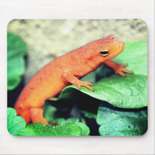 Red Eft Salamander Nature Musmatta