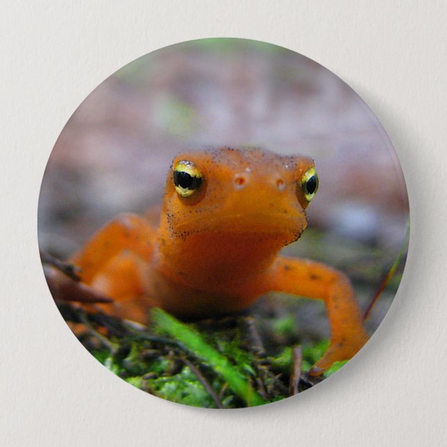 Red Eft Salamander Newt Nature Button Knapp (Framsida)