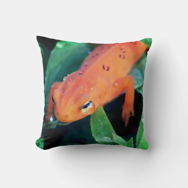 Red Eft Salamander Rainfall vid Öga Kudde (Framsida)