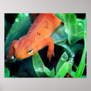 Red Eft Salamander Rainfall vid Öga Poster