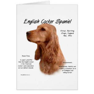 Red English Cocker Spain History Hälsningskort