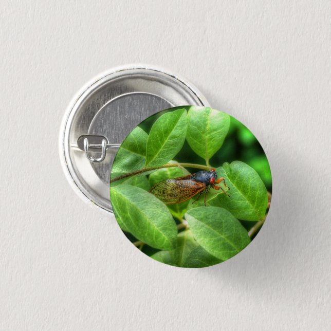 Red Eyed Cicada Knapp (Framsida & baksida)