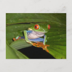 Red Eyed Gaudy Frog DIY Postcard Vykort