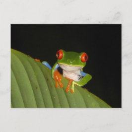 Red Eyed Gaudy Nght Frog DIY Postcard Vykort
