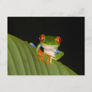 Red Eyed Gaudy Nght Frog DIY Postcard Vykort