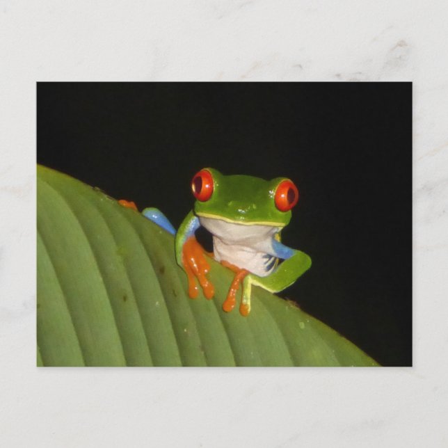 Red Eyed Gaudy Nght Frog DIY Postcard Vykort (Framsida)
