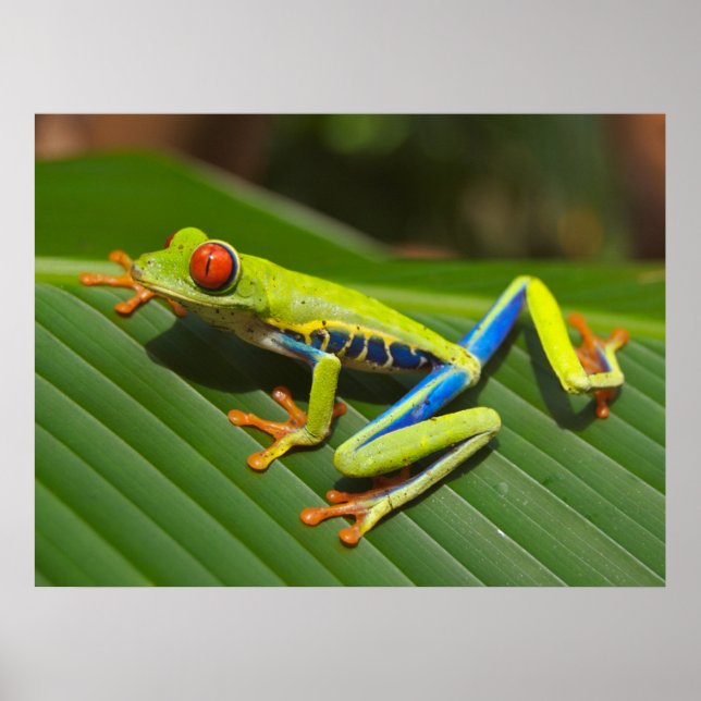 Red Eyed Grönt Träd Frog Poster (Framsidan)