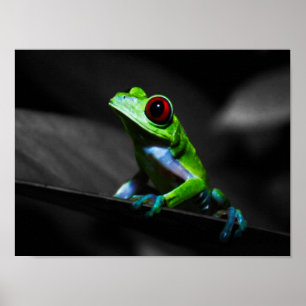 Red Eyed Träd Frog III Poster