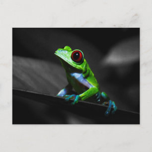 Red Eyed Träd Frog III Vykort