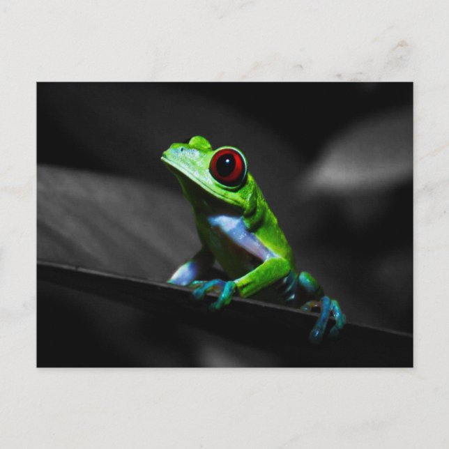 Red Eyed Träd Frog III Vykort (Framsida)