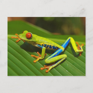 Red Eyed Träd Frog nära Playa Jaco i Costa Rica Vykort